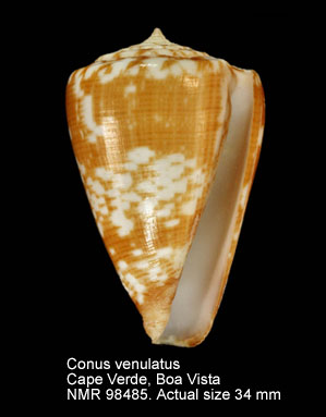 Conus venulatus (9).jpg - Conus venulatus Hwass in Bruguière,1792